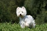 WESTIE 272